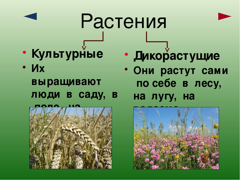 Примеры растений окружающий мир 2 класс. Дикорастущие и культурные растения. Культурные растения травы. Дикорастущие и культурные растения окружающий мир. Культурные растения сада.