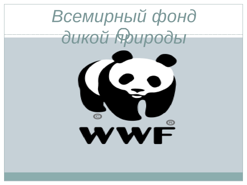 Фонд дикой природы. Всемирный фонд охраны дикой природы 1961. Всемирный фонд дикой природы 4 класс. Всемирный фонд дикой природы официальная эмблема. Фонд природы.