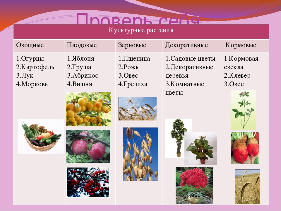 Культурные растения картинки