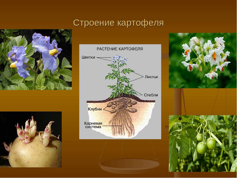 Осевое строение картофеля