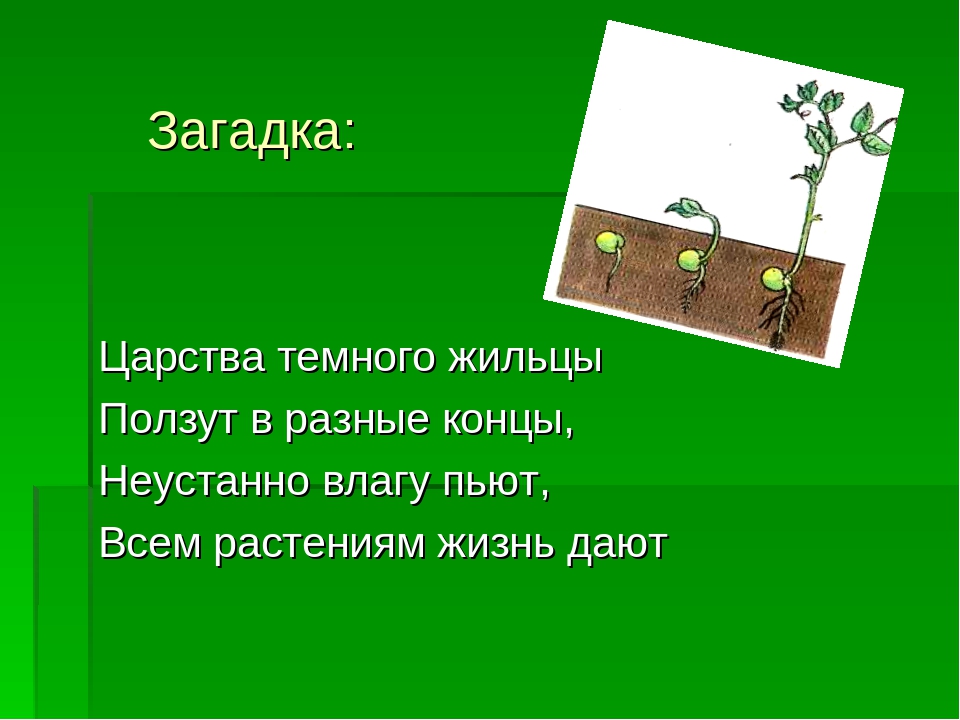 Загадка корень. Биологические загадки. Загадки про растения по биологии. Загадки про царство растений. Загадки по биологии.