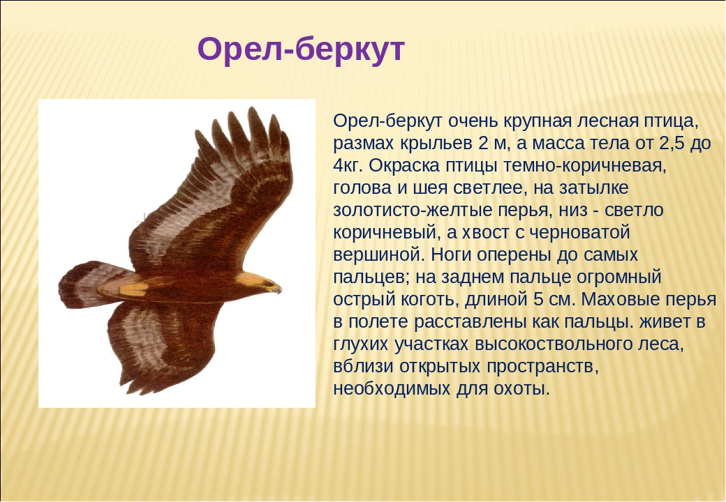 Орел птица сообщение. Орёл Беркут доклад. Описание орла. Орёл птица описание. Доклад про орла.