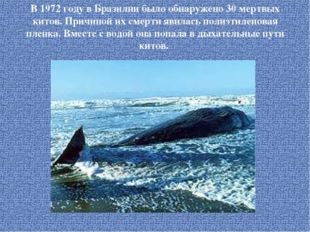 В 1972 году в Бразилии было обнаружено 30 мертвых китов. Причиной их смерти я