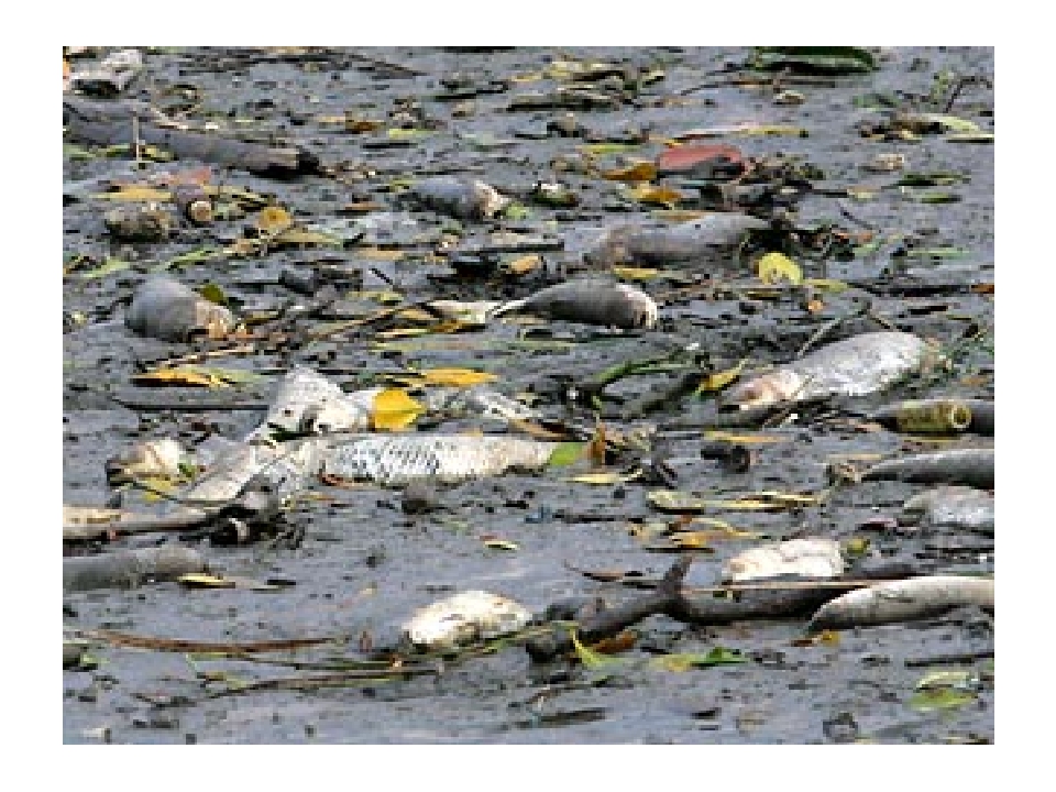 Последствия загрязнения воды рисунок