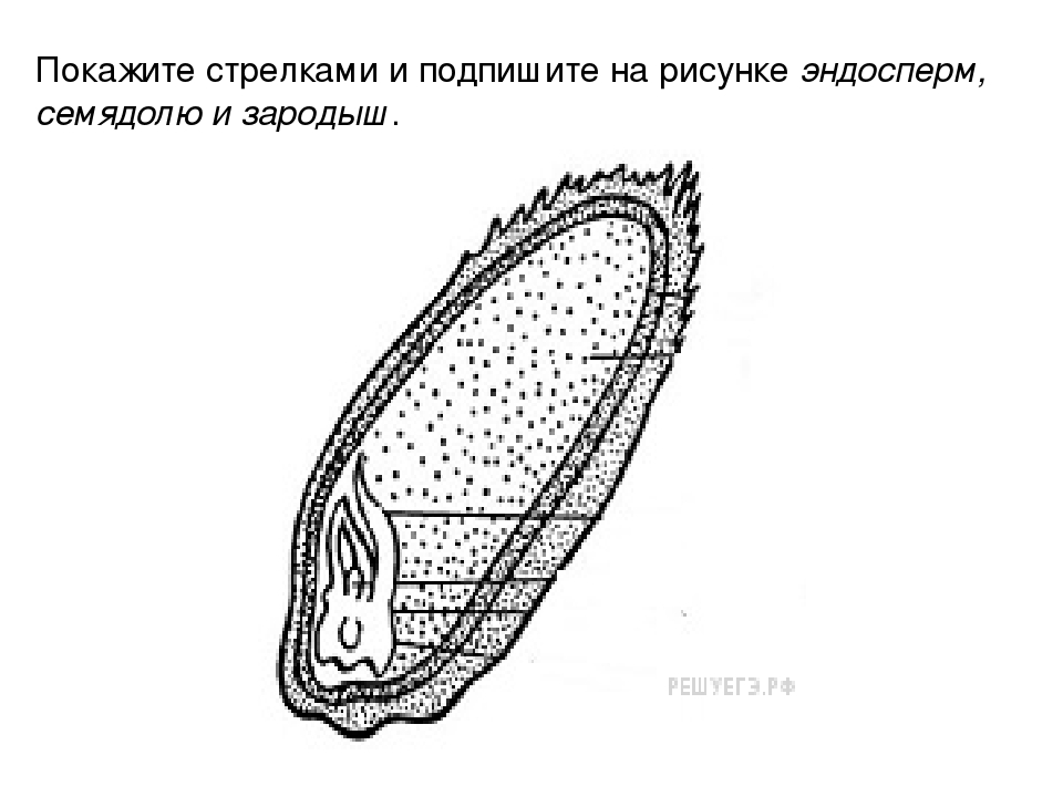 Строение зерна пшеницы рисунок