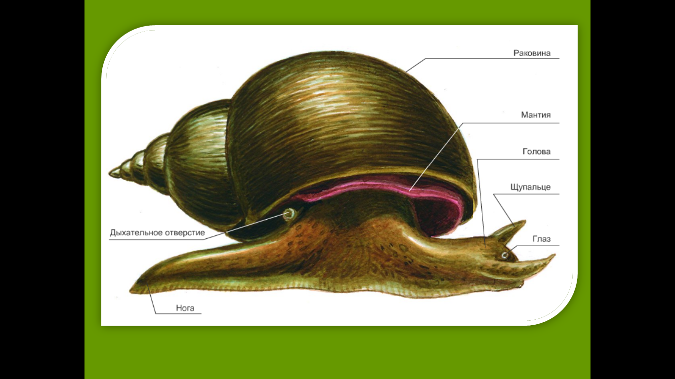 Строение прудовика обыкновенного. Класс брюхоногие моллюски внешнее строение. Прудовик моллюск строение. Внешнее строение брюхоногих моллюсков. Что означает ракушка