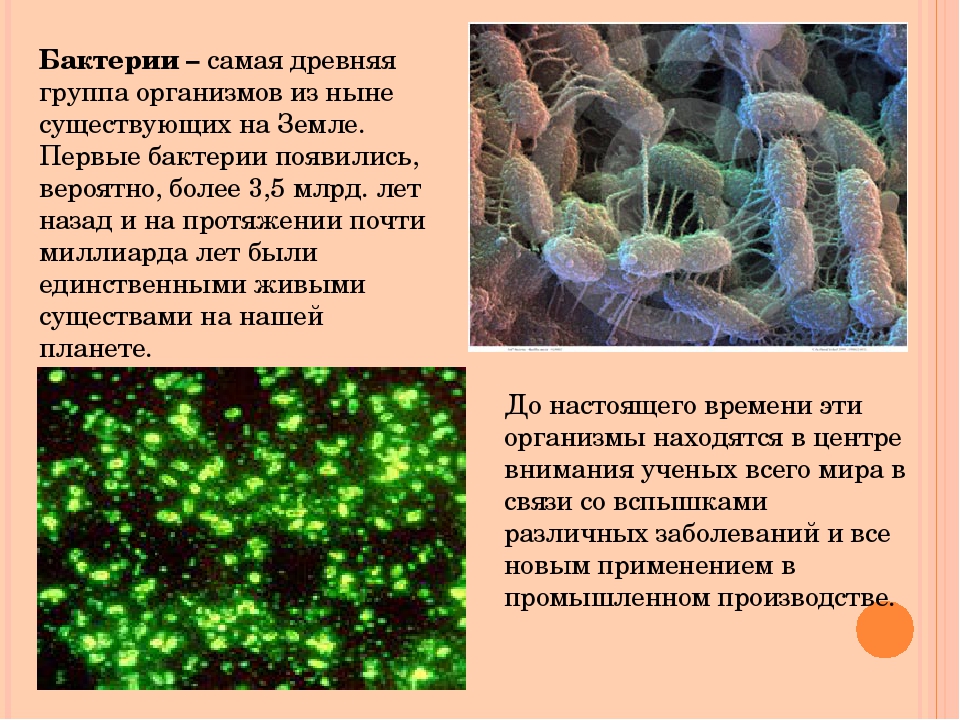 Современный мир живых организмов 7 класс презентация