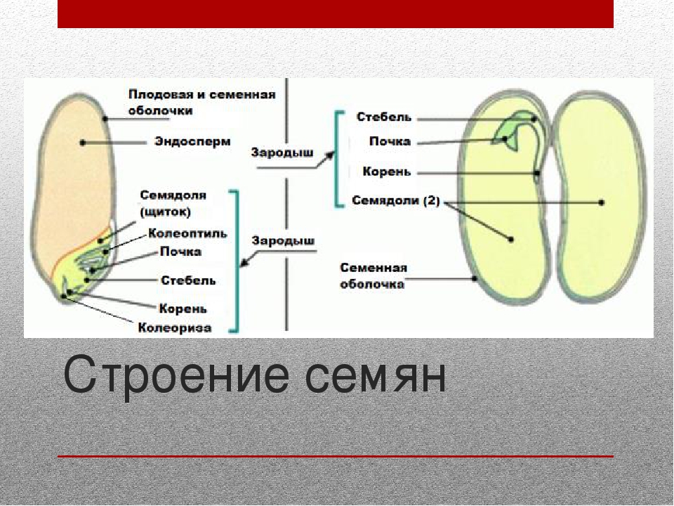 Строение семени фасоли биология. Строение зерновки и семени фасоли. Строение зародыша семени фасоли. Строение семени фасоли и пшеницы. Строение зародыша однодольных растений.