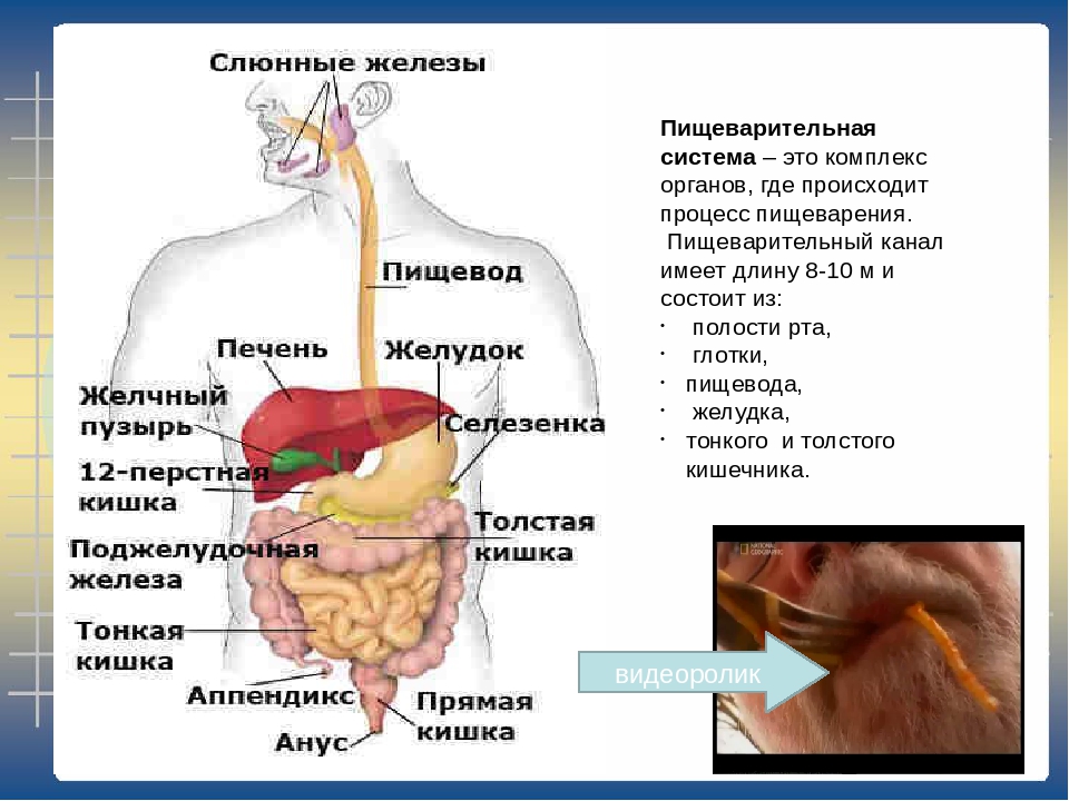 Пищеварительная система состоит из органов. Внутреннее строение человека пищеварительная система. Анатомическая характеристика органов пищеварительной системы. Система органов пищеварения пищеварительные железы. Строение пищеварительной системы селезенка.