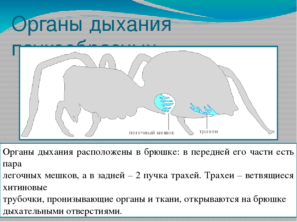 Дыхательная система паукообразных. Дыхательная система паука. Класс паукообразные дыхательная система. Дыхательная система паука крестовика.