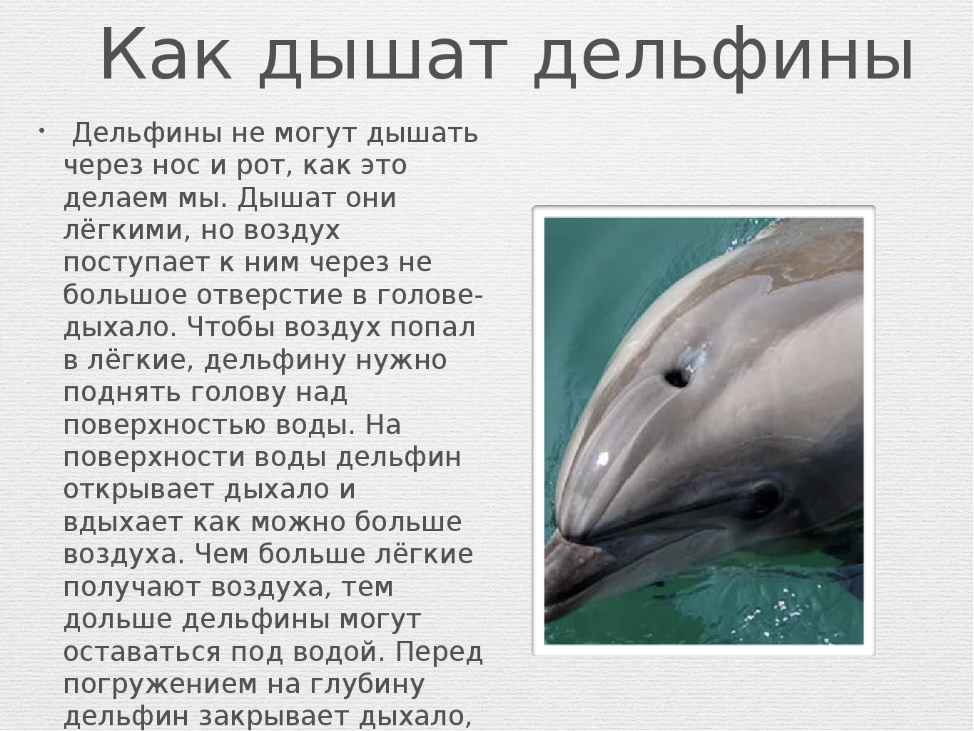 У кита альвеолярные легкие. Дельфин дышит. Дельфины дышат. Дыхательная система дельфина. Дельфин орган дыхания.