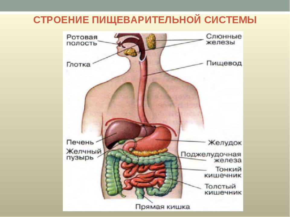 Система органов изображена на рисунке. Пищеварение человека строение и функции органов пищеварения. Строение пищеварительной системы человека схема. Структура и функции пищеварительного тракта схема. Строение дыхательной и пищеварительной системы человека схема.