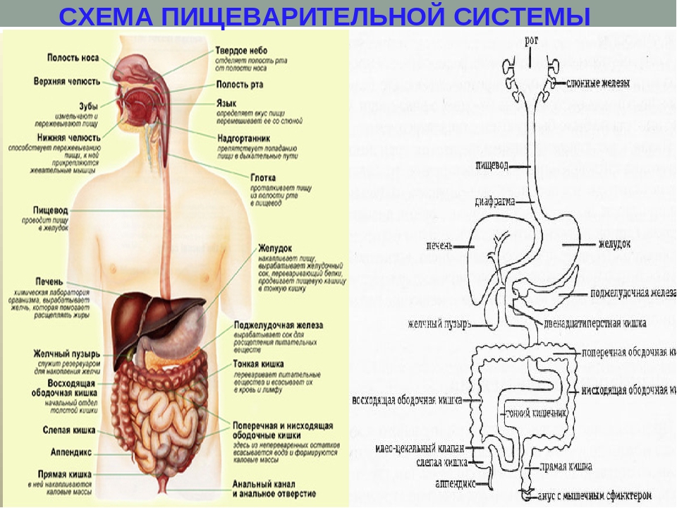Тракт органы. Органы пищеварительной системы система анатомия. Отделы пищеварительной системы схема. Схема строения пищеварительного тракта. Схема строения органов пищеварения.