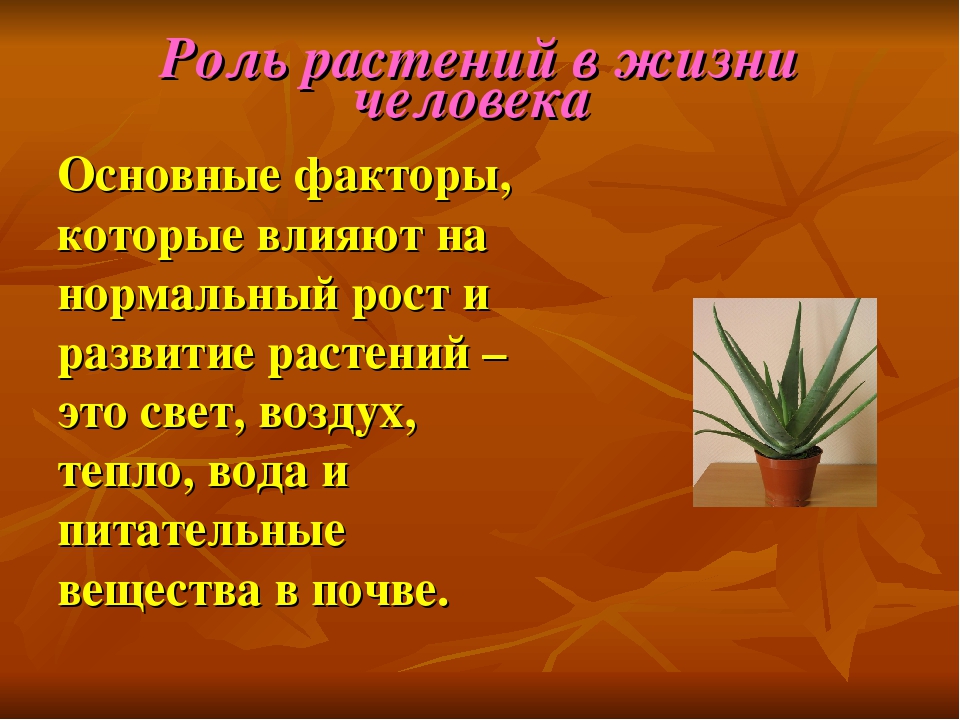 Какова роль растений в оздоровлении. Роль растений в жизни человека. Растения в жизни человека. Роль растений для человека. Роль растений в жизни.