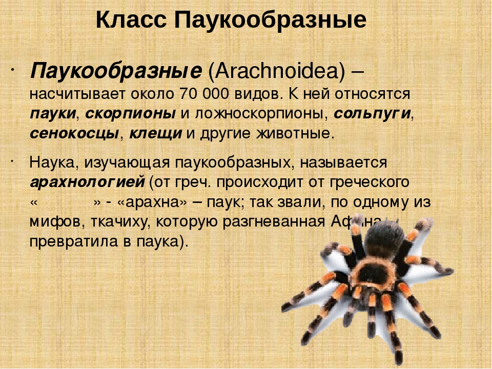 Паукообразные особенности. Тип Членистоногие. Класс паукообразные отряд пауки. Паукообразные 7 класс биология. Характеристика паукообразных. Доклад по биологии 7 класс на тему паукообразные.