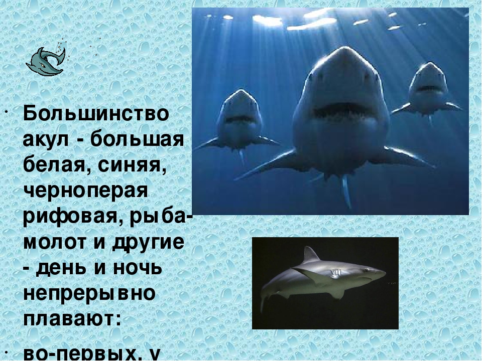 Толстой акула 3 класс. Представители акул. Отряд акулы представители. Систематика белой акулы. Белая акула класс рыб.