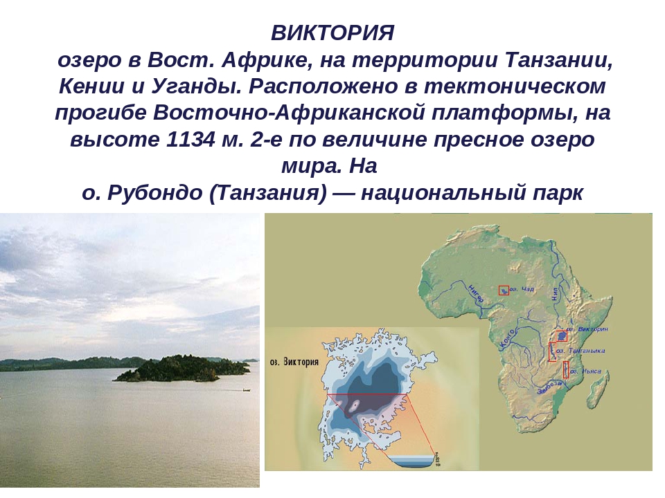 Индийский океан расположен между материками. География 6 класс озеро Виктория. Сообщение об озере Виктория 7 класс география. Озеро Виктория презентация. Описание озера Виктория.