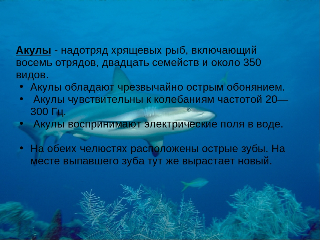 Класс хрящевые рыбы презентация. Презентация на тему хрящевые рыбы. Надотряд хрящевых рыб. Акулы надотряд хрящевых. Класс хрящевые рыбы отряд акулы.