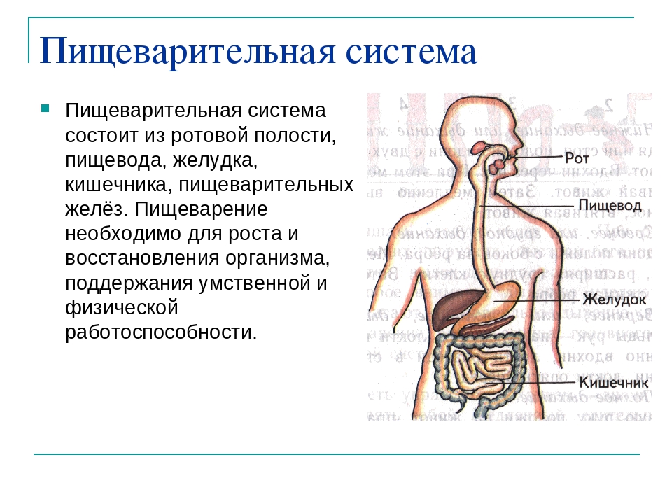 Пищеварительная система состоит из органов. Из каких органов состоит пищеварительная система 4 класс. Пищеварительная система состоит из 3 класс окружающий мир. Пищеварительная система человека состоит 3 класс. Из чего состоит пищеварительная система человека 3 класс.