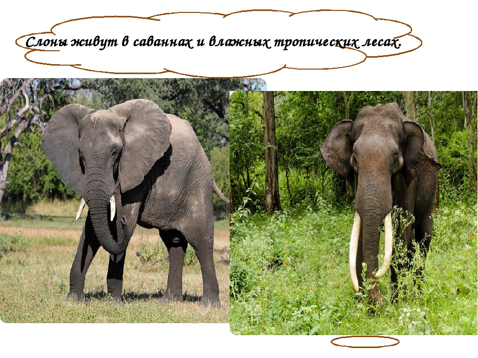 Рост африканского слона