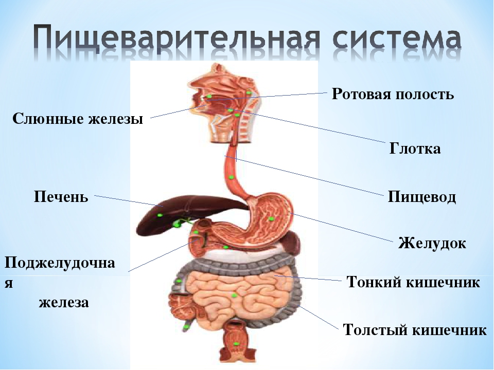 Пищевод желудок желчный пузырь. Схема органов желез пищеварительной системы. Пищеварительная система анатомия печень. Схема органы железы пищеварительной системы и их функции. Подпишите отделы пищеварительной системы человека.