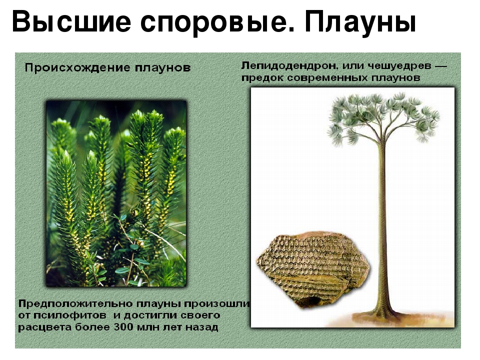 Почему плауны хвощи относят к высшим растениям