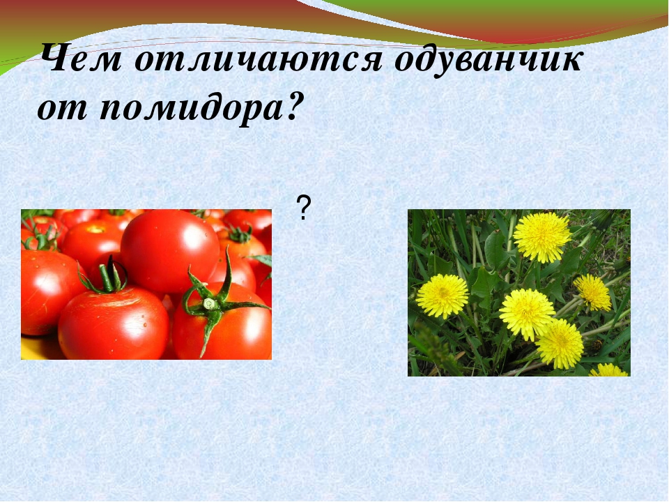 2 класс дикорастущие и культурные растения презентация. Таблица дикорастущие и культурные растения. Дикорастущие и культурные растения урок. Комнатные и дикорастущие растения. Дикорастущие и культурные растения 1 класс.