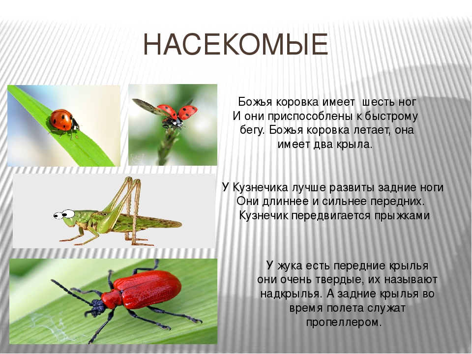 3 насекомых. Сообщение о насекомых. Презентация на тему насекомые. Проект насекомые. Доклад о насекомых.