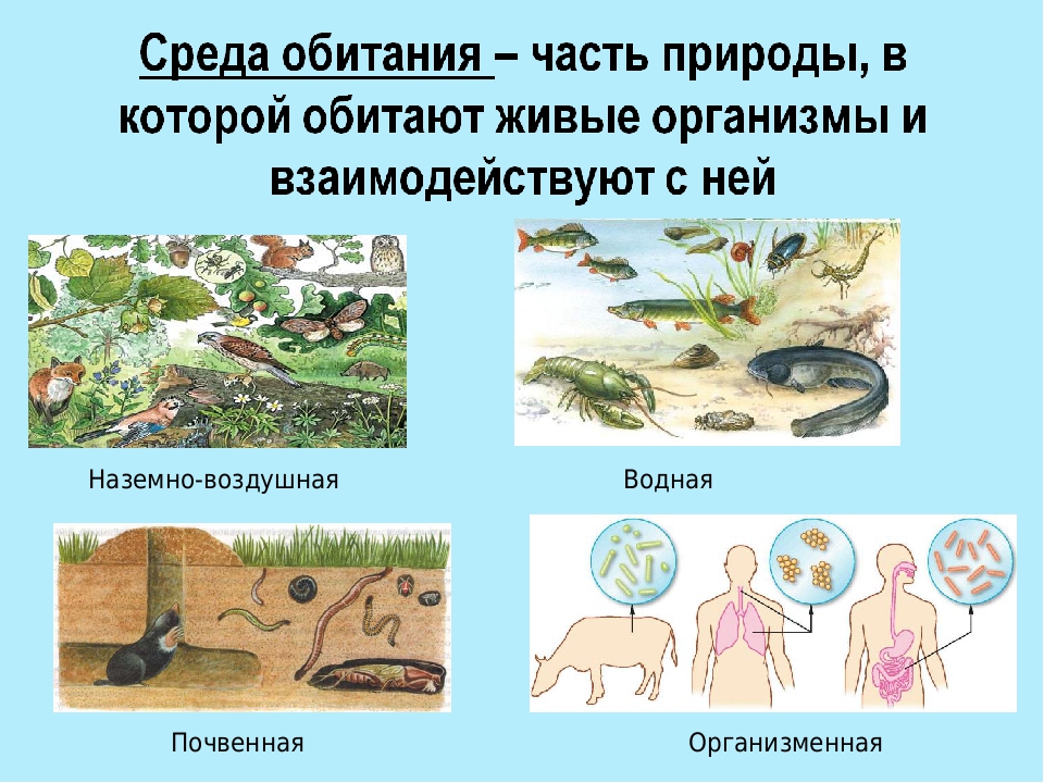 Среды жизни 5 класс биология презентация