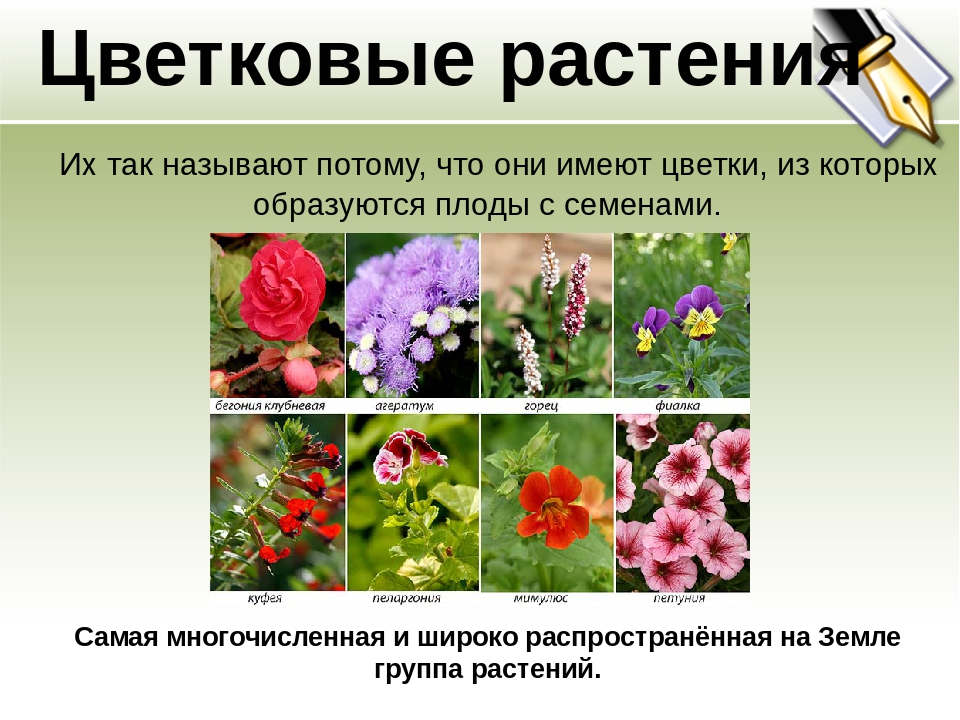 Примеры про растения. Группа растений цветковые. Виды цветков у растений. Группа растений цветковые растения. Виды цветковых растений.