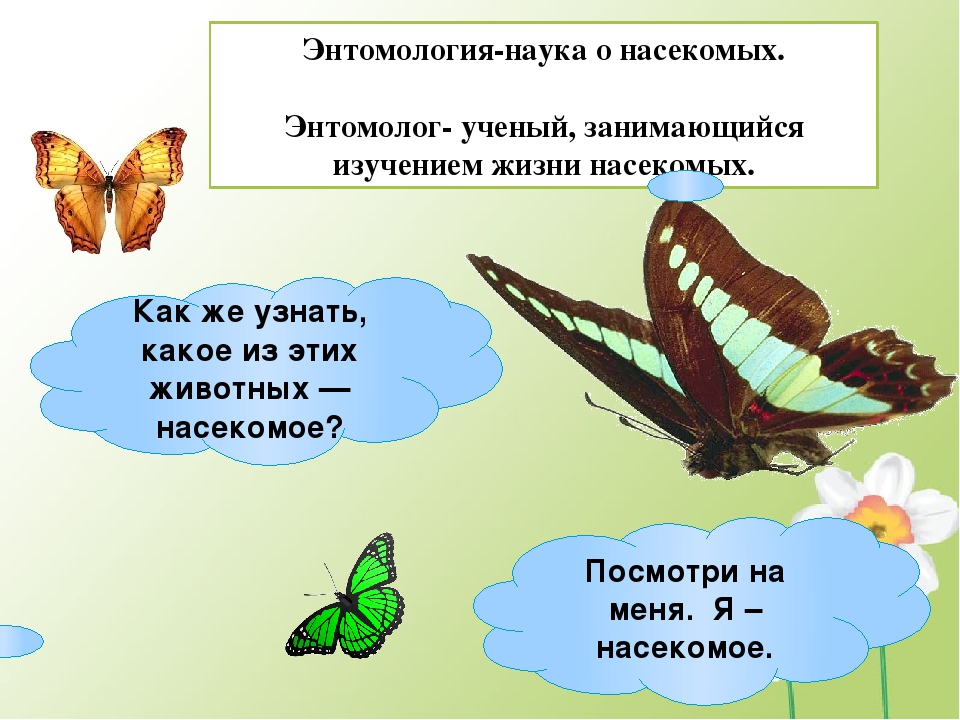 Энтомолог это. Наука о насекомых. Изучение насекомых наука. Как изучать насекомых. Энтомология это наука.