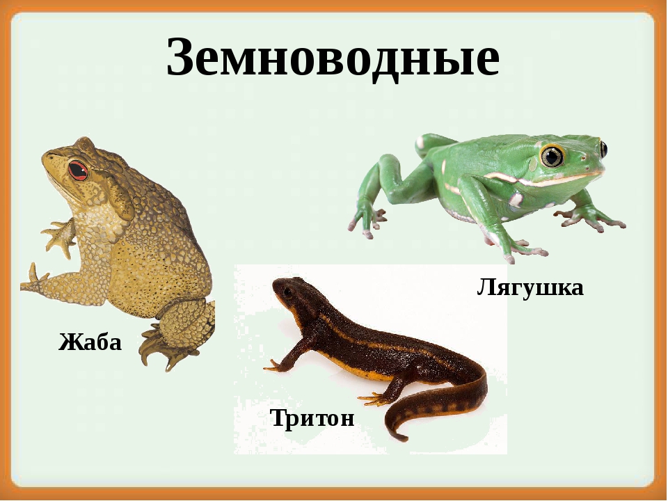 Презентация для дошкольников рептилии