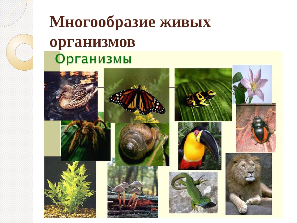 Многообразие живых организмов. Разнообразие организмов. Биология многообразие живых организмов. Многообразие видов живых организмов.