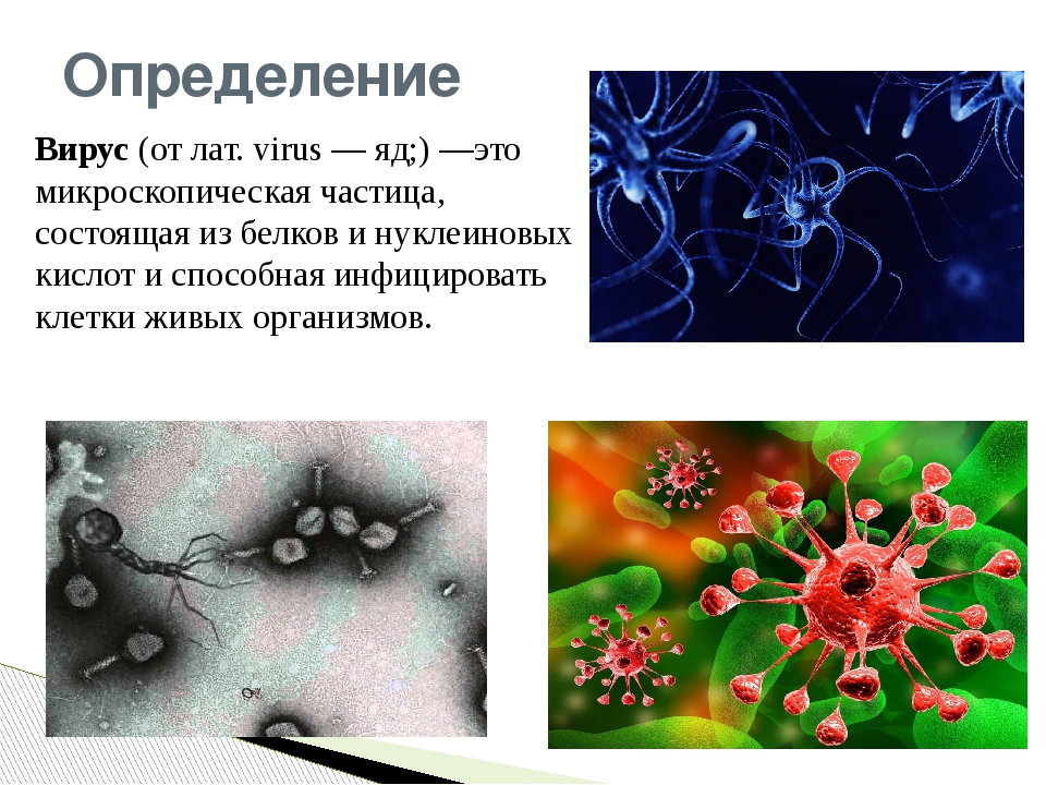 Биология 8 вирусы. Вирусы определение. Вирусы определение биология. Вирусология вирусы. Информация о вирусах.
