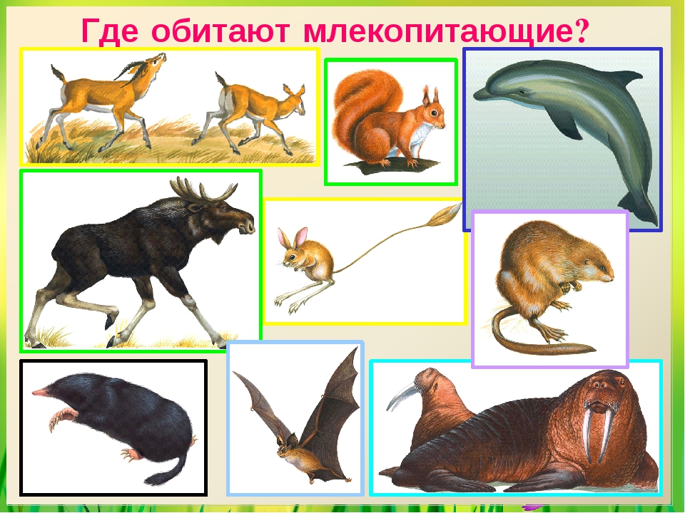 Картинки млекопитающие с названиями