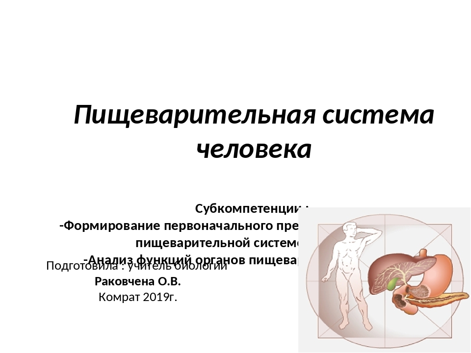 Особенности пищеварительной системы. Развитие пищеварительной системы человека. Пищеварительная система человека для урока. Кишечная система. Завершение развития пищеварительной системы.