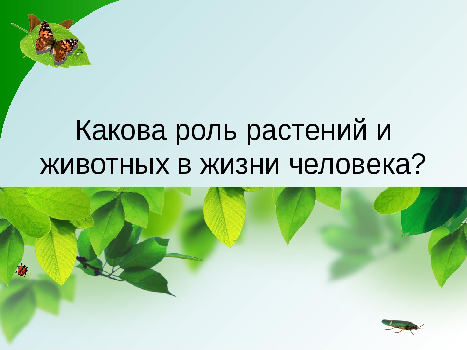 Природа в жизни человека презентация 1 класс