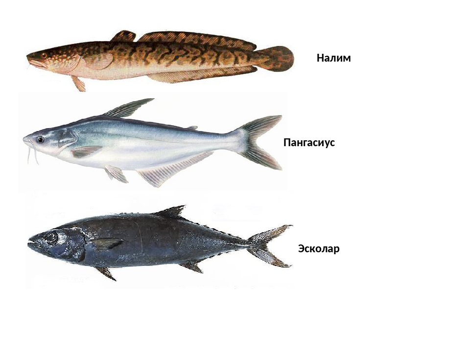 Тресковая рыба 6 букв. Рыба семейства тресковых. Семейство тресковые представители рыб. Семейство тресковых рыба треска. Рыбы семейства тресковых названия.