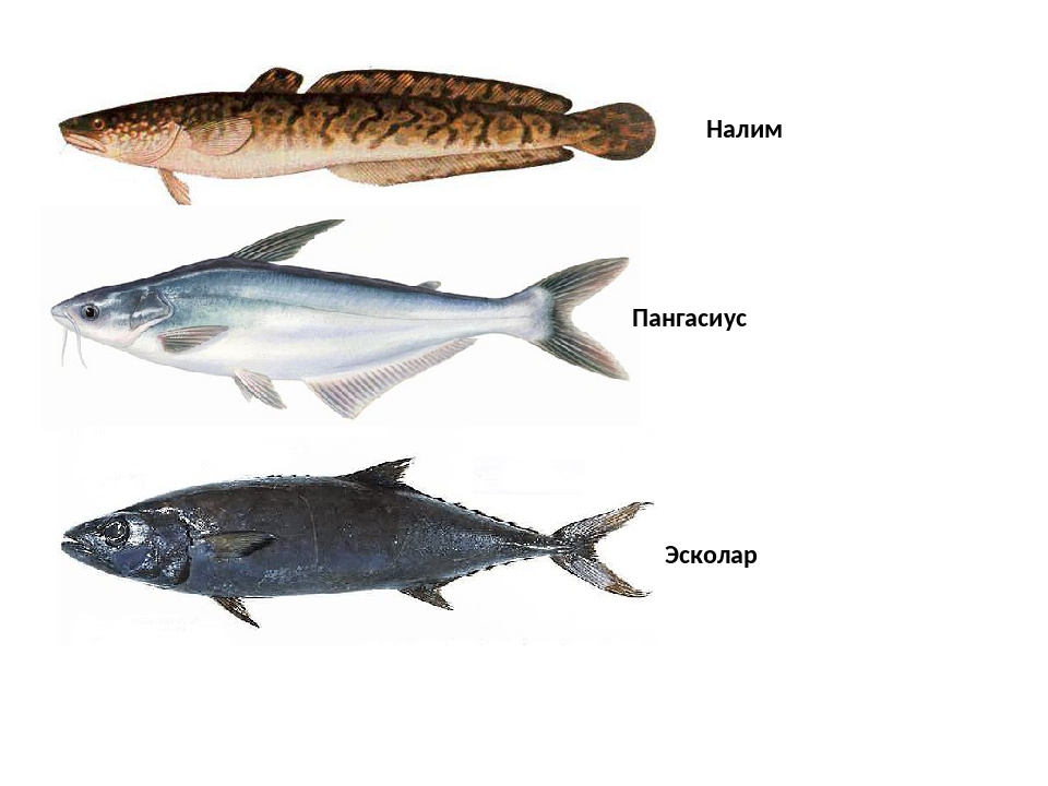 Название трески. Рыба семейства тресковых. Семейство тресковые представители рыб. Семейство тресковых рыба треска. Рыбы семейства тресковых названия.