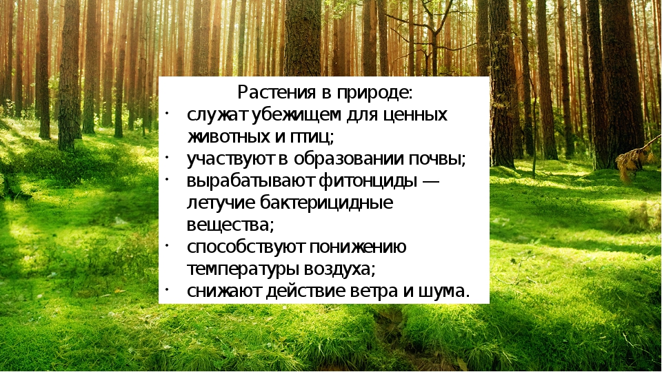 Презентация роль растений в природе и в жизни человека