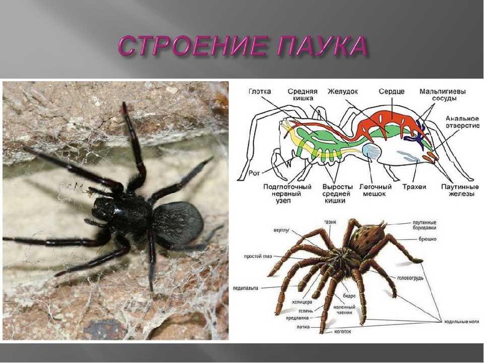 Список пауков. Строение паука птицееда. Паукообразные строение тарантула. Строение паука тарантула. Пауки картинки с описанием.