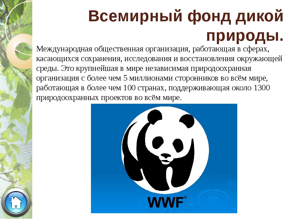 Россия международные экологические. Экологические организации. Международные экологические организации. Экологические организации в России. Экологическая организация WWF.