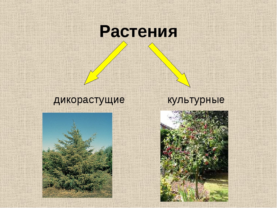 Культурные растения 2 класс. Дикорастущие и культурные растения. Цветы дикорастущие и культурные. Кустарники дикорастущие и культурные. Травы дикорастущие и культурные.