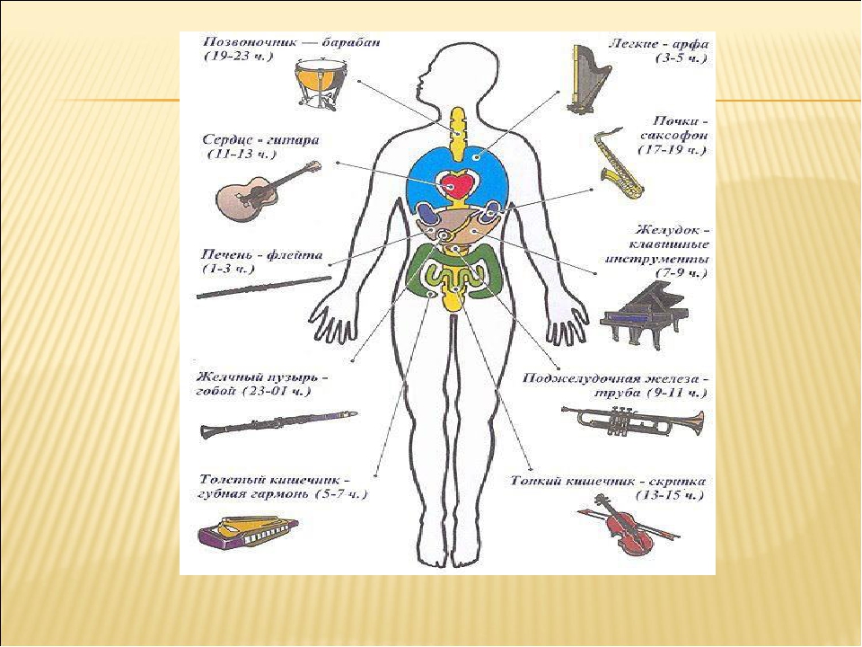 Каждый орган. Влияние инструментов на органы человека. Музыкальные инструменты и влияние на органы. Влияние музыкальных инструментов на организм человека. Орган с человеком музыкальный инструмент.