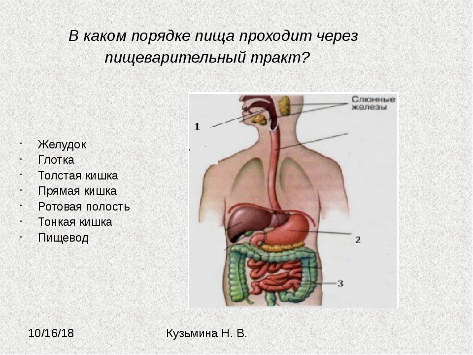 Пищеварительная система органы кратко. Органы пищеварения 8 класс биология. Схема органов пищеварения. Последовательность органов пищевари. Последовательность органов пищеаарительнойсистемы.