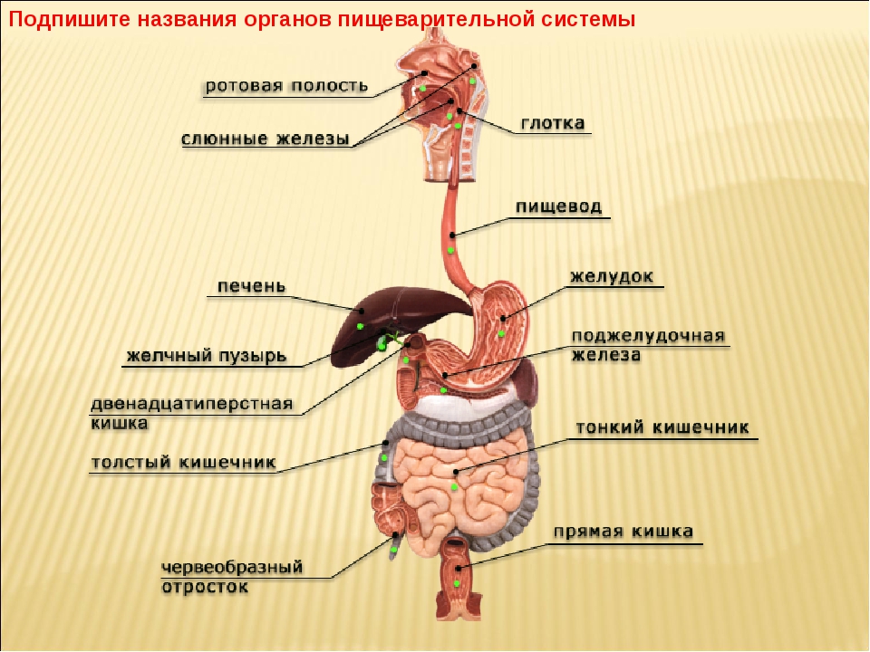 Пищеварительная система состоит из органов. Органы пищеварительной системы человека схема. Функции каждого органа пищеварения. Строение пищеварительной системы схема название функции. Функции пищеварительной системы человека рисунок.