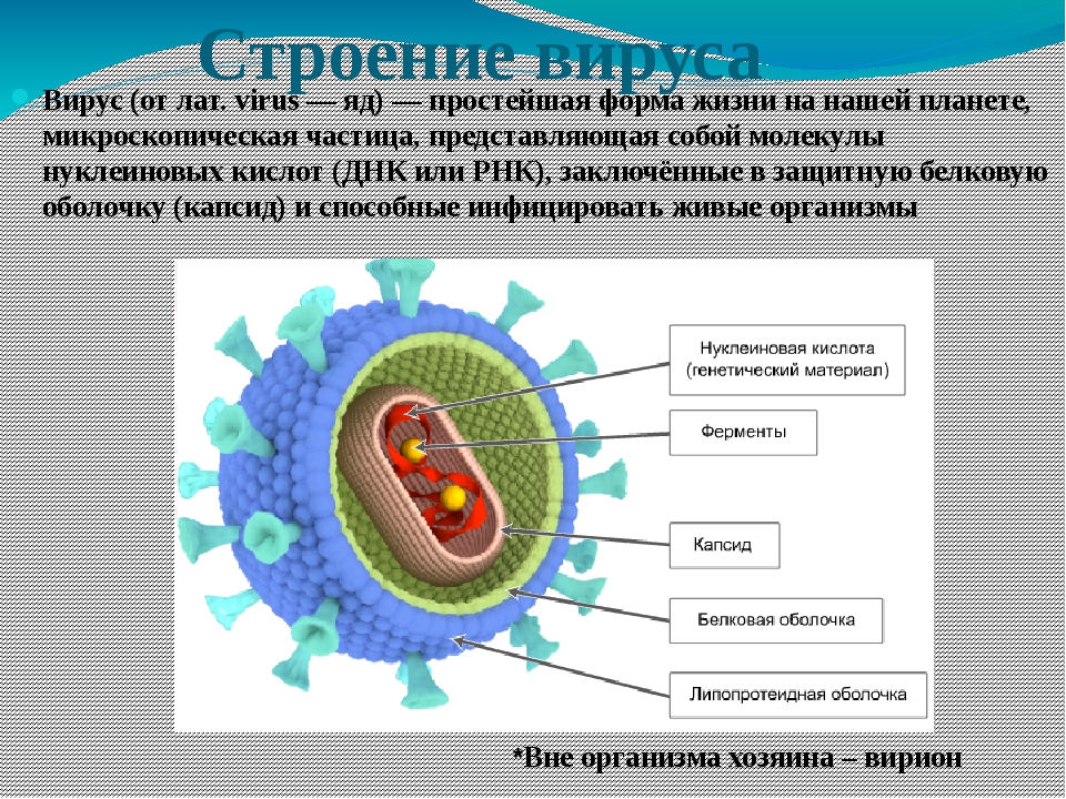 Биология 8 вирусы. Строение вируса биология 10. Биология 5 класс вирус неклеточная форма. Биология 10 класс вирусы коронавирус. Вирусы 5 класс биология.