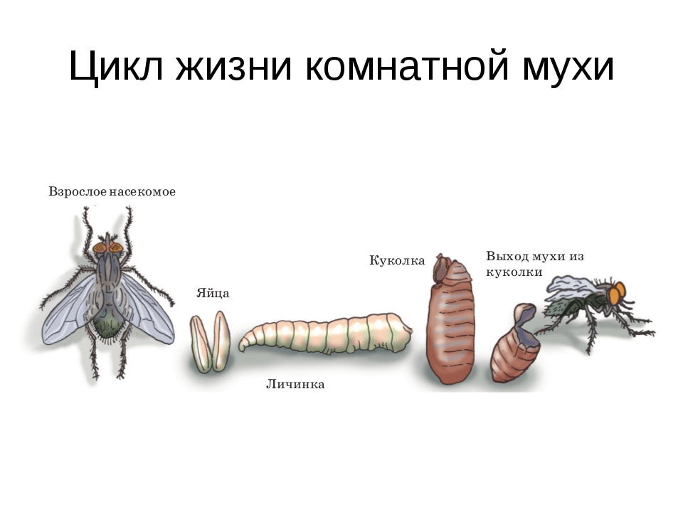 Стадия жизни насекомого