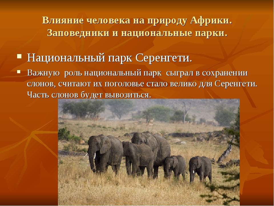 Национальные парки и заповедники африки. Заповедник парк Серенгети Африка. Национальный парк Серенгети слоны. Влияние человека на природу заповедники и национальные парки. Влияние человека на природу Африки.