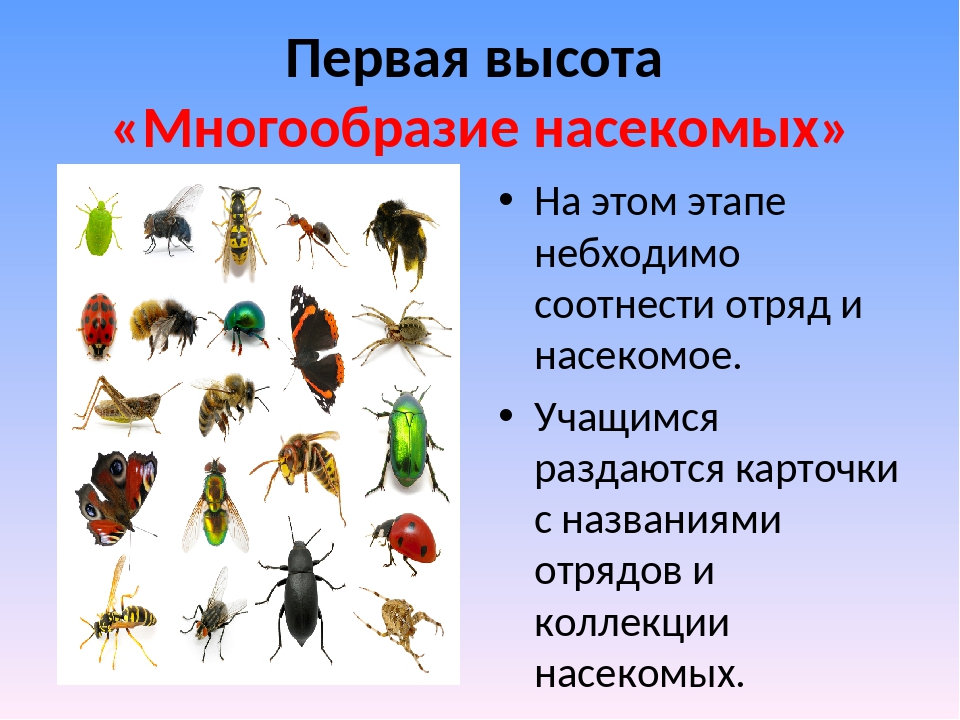 Особенности групп насекомые. Многообразие насекомых. Многообразие насекомых 7 класс. Класс насекомые отряды. Насекомые 7 класс биология.